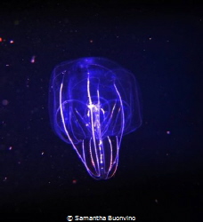 A beautiful ctenophora (comb jelly), on a black water nig... by Samantha Buonvino 